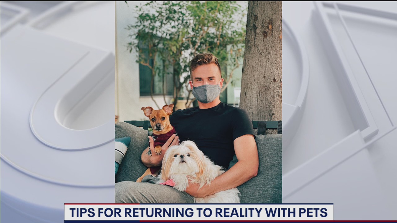 Tips for easing pets out of the work from home lifestyle