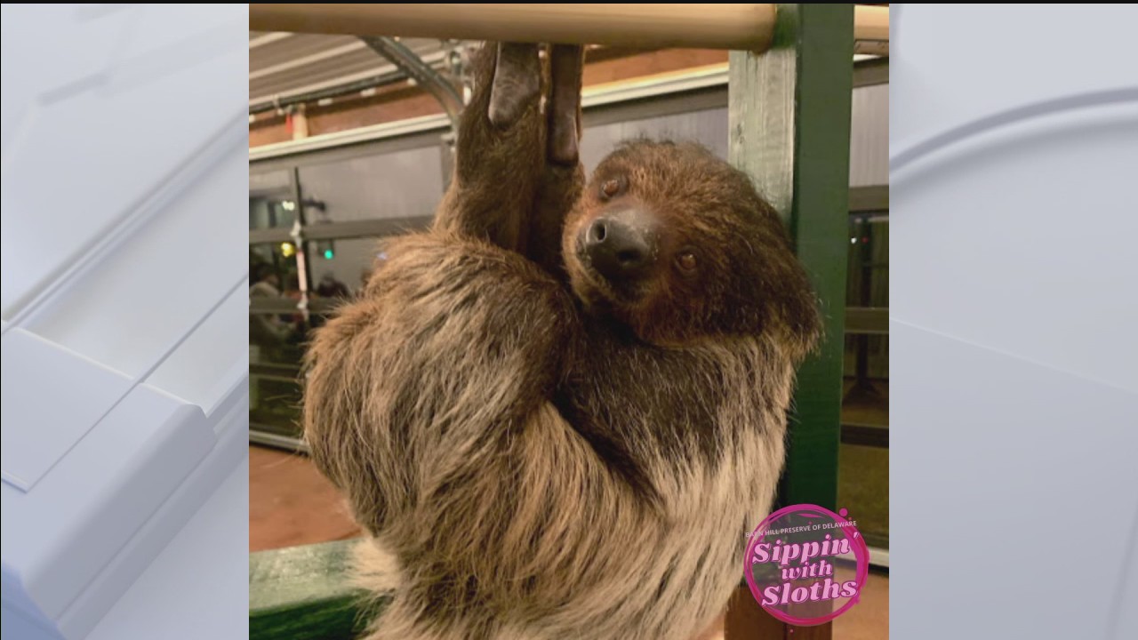 Barn Hill Preserve offers Sippin' with Sloths program