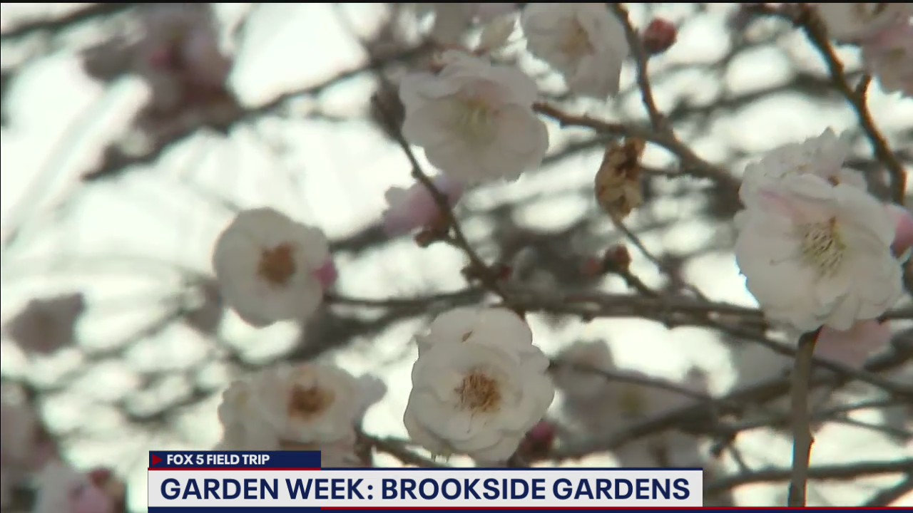 FOX 5 FIELD TRIP: Beautiful blooms Brookside Gardens