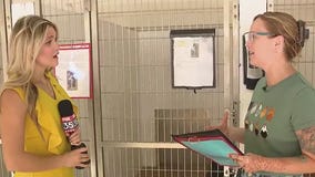 Sanford Middle Schoolers working on final project for veterinary class