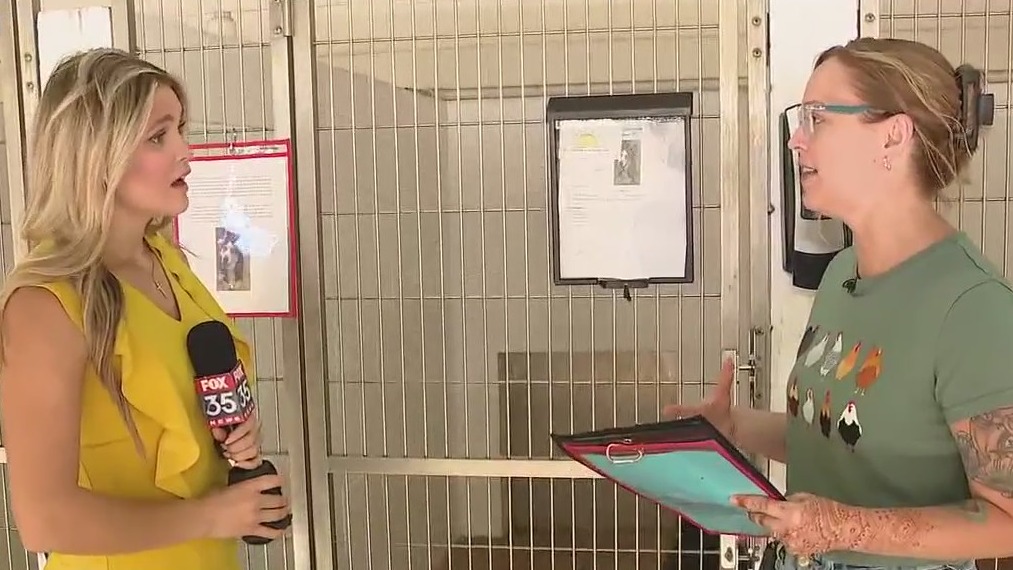 Sanford Middle Schoolers working on final project for veterinary class