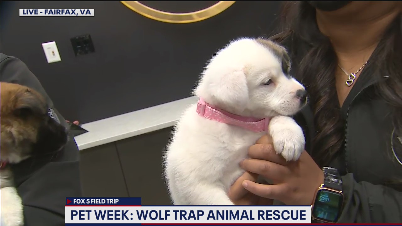 FOX 5 FIELD TRIP: Wolf Trap Animal Rescue