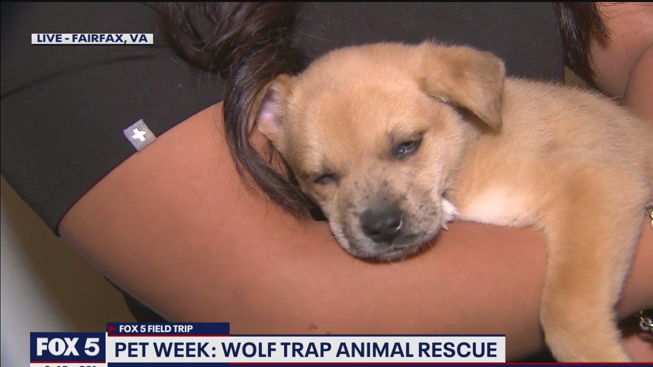 FOX 5 FIELD TRIP: Pet Week at Wolf Trap Animal Rescue