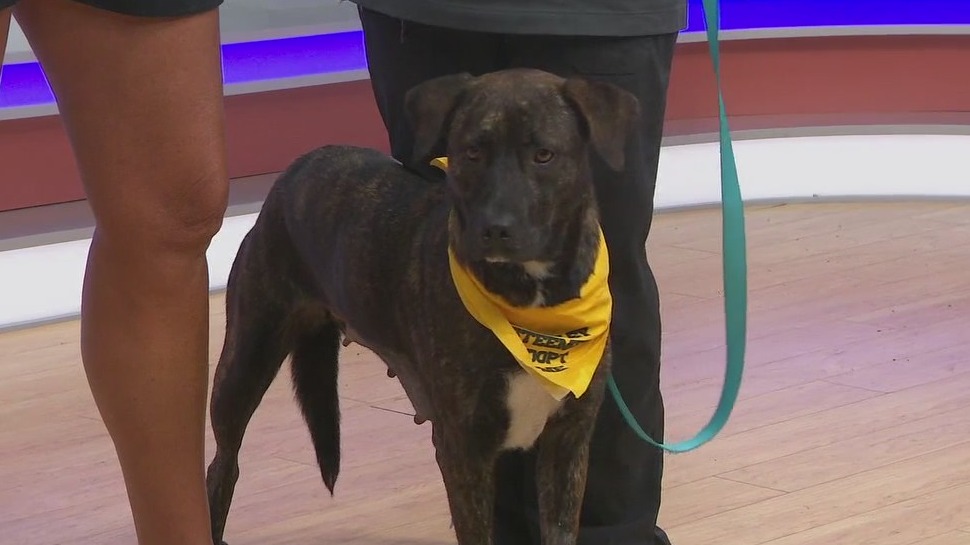 Adopt-A-Pet: Meet Boltrise