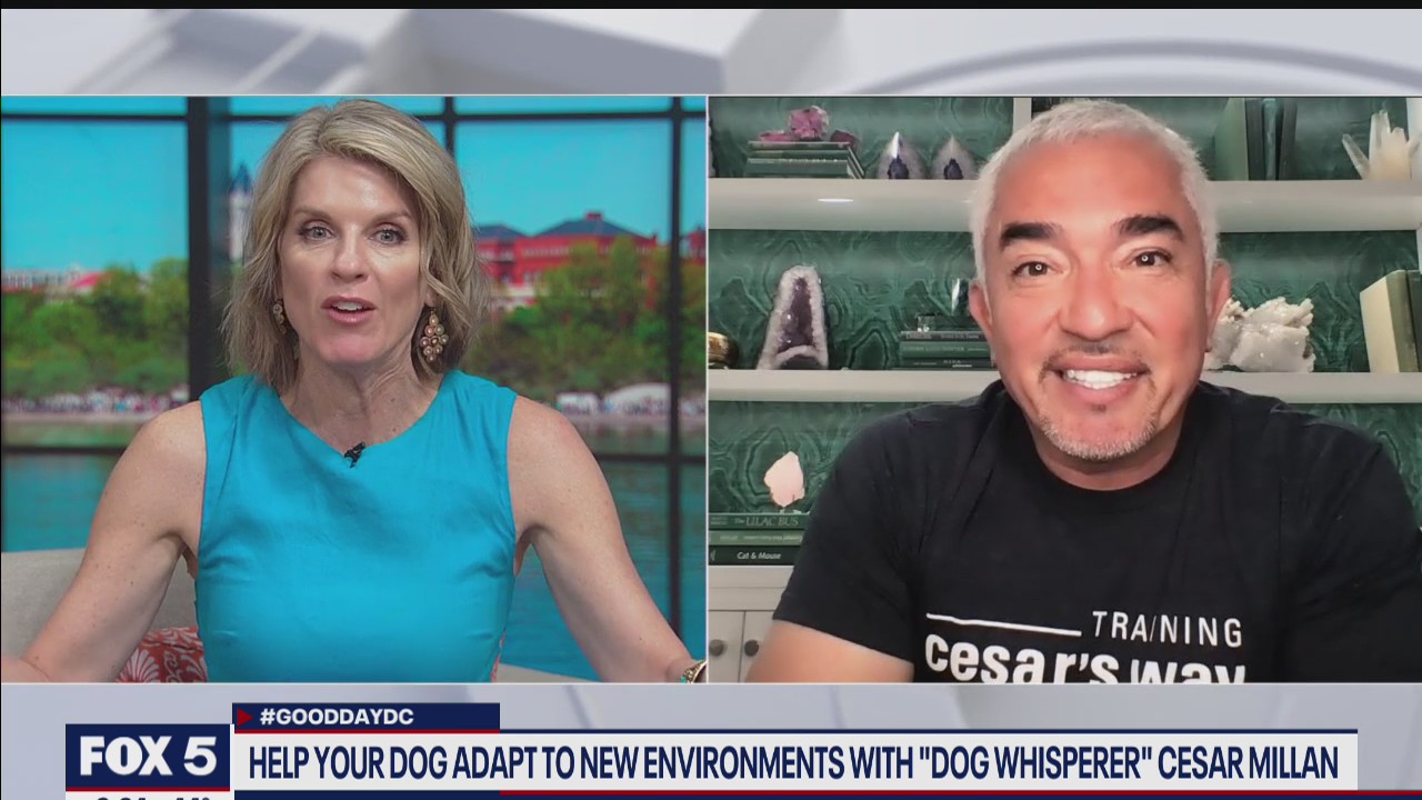 Dog whisperer Cesar Millan gives tips to train your pup