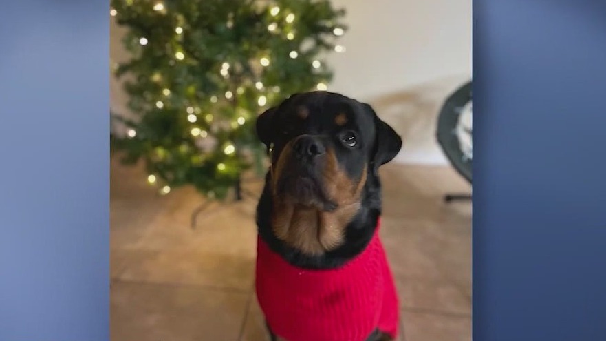 Family heartbroken after dog shot and killed | FOX 35 Orlando