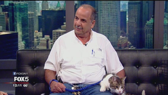 Man rescues cats from cars