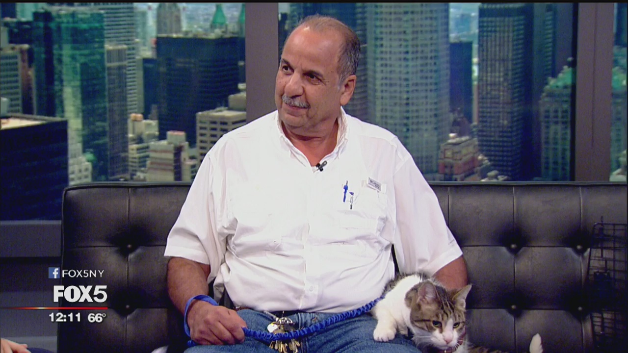 Man rescues cats from cars