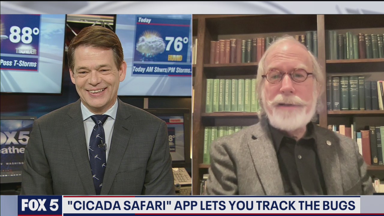 Cicada Safari app lets you track cicadas