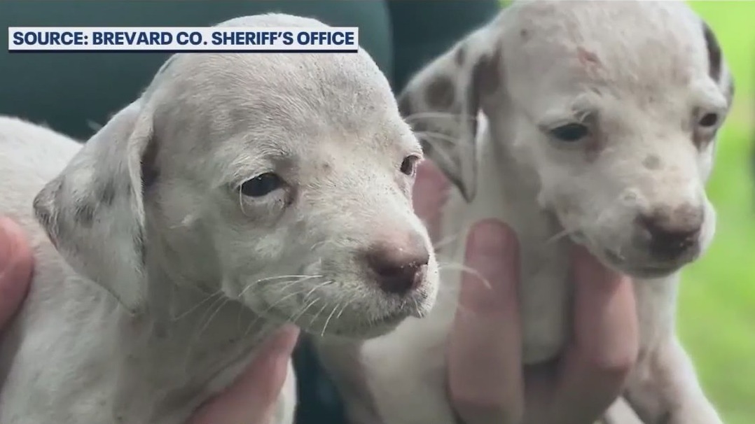 Woman faces 38 counts of animal cruelty | FOX 35 Orlando