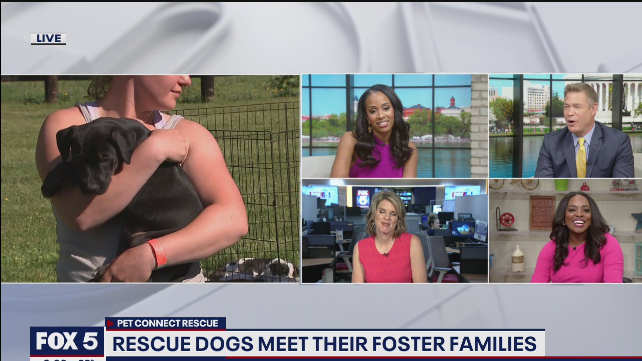 Rescue dogs meet their foster families