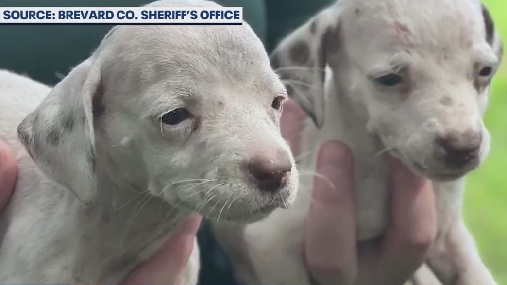 50 puppies rescued from alleged puppy mill