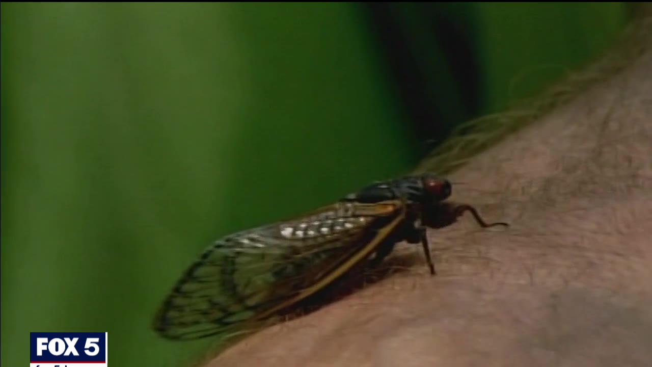 CICADA INVASION: Coping with 2021's wedding crashers