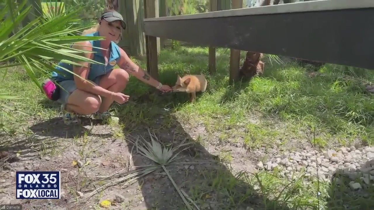First look at 3 rescued red baby foxes at Gatorland | FOX 35 Orlando