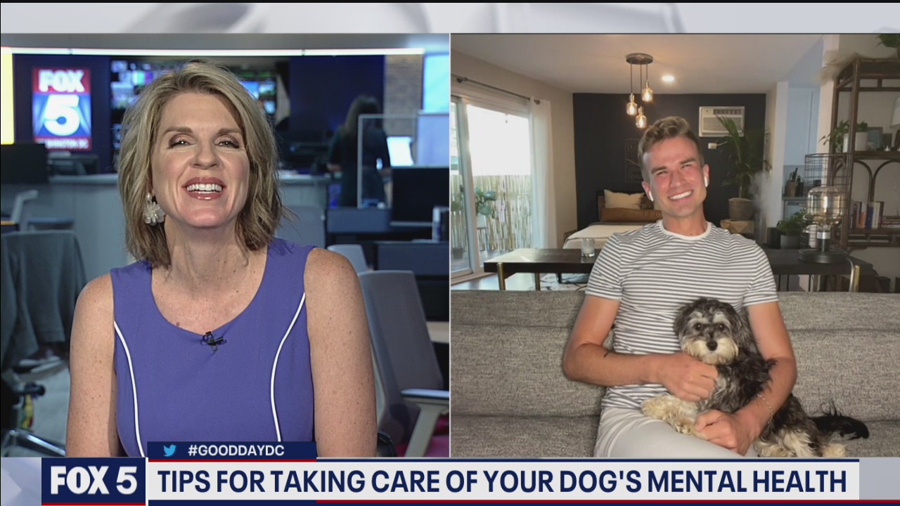 Tips for taking care of your dog's mental health