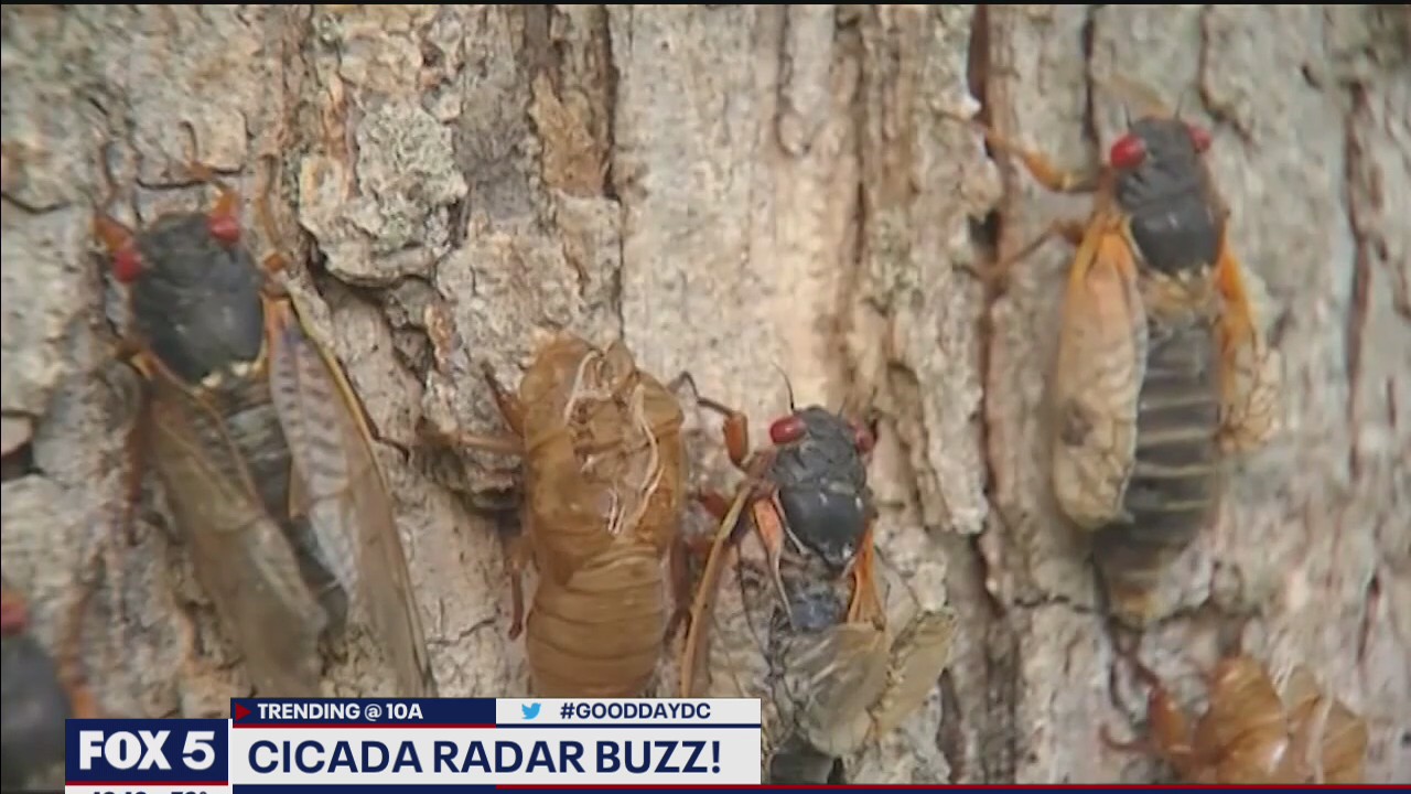 Cicadas causing a buzz on weather radar