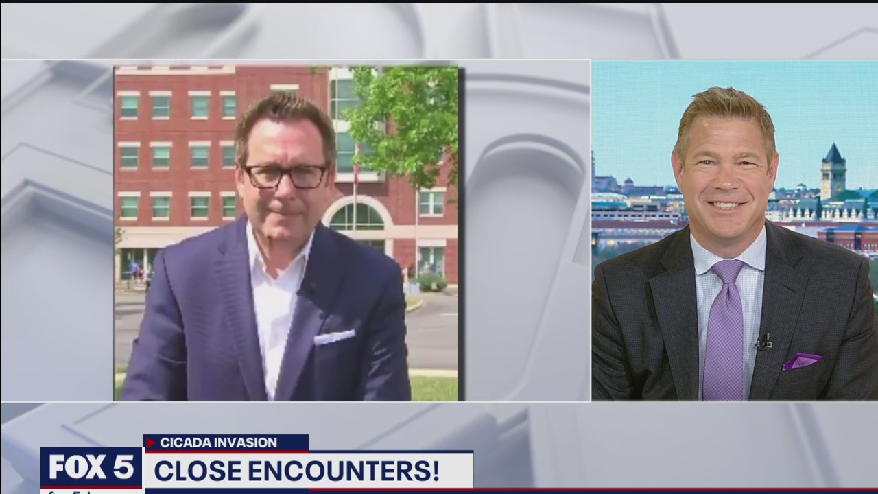 Close encounters of the cicada kind!