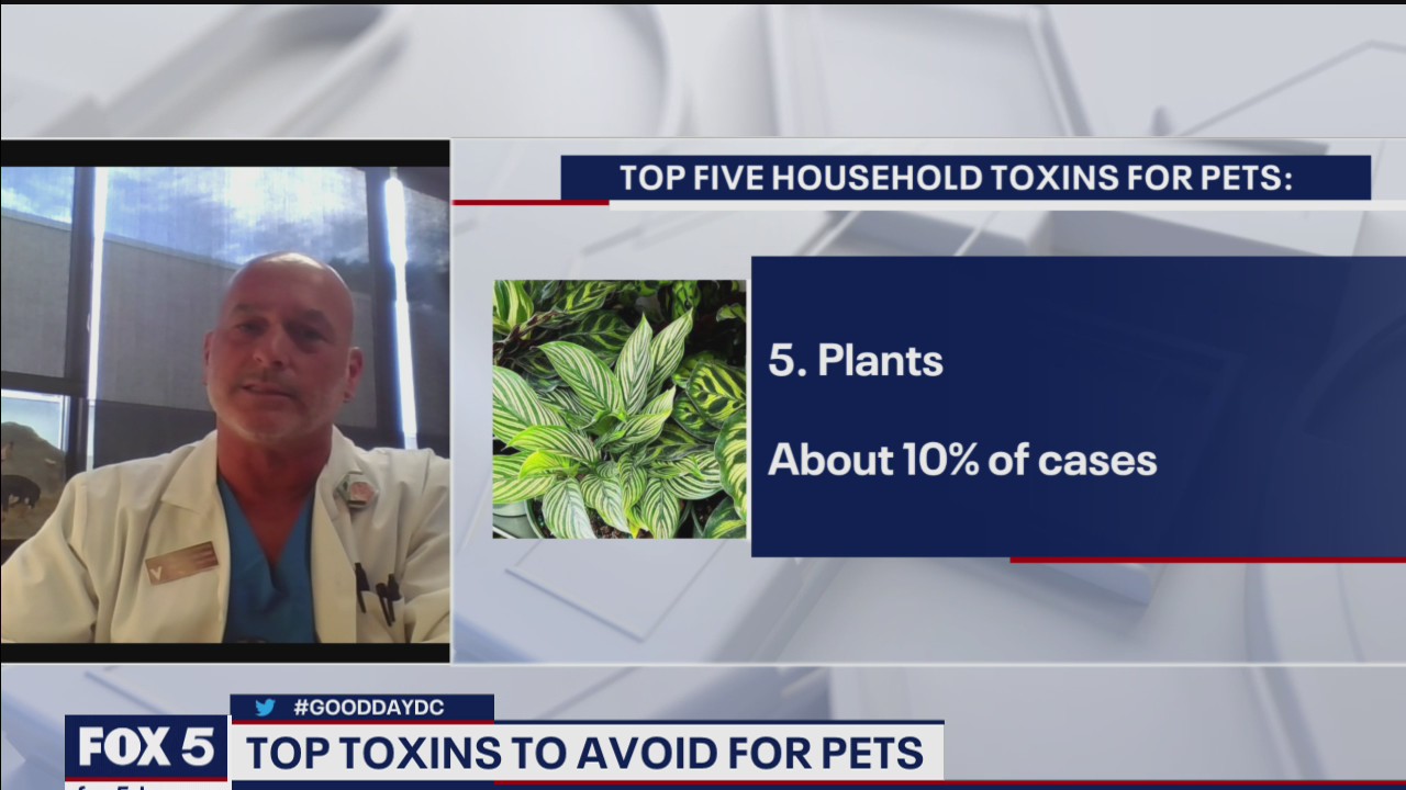 Top household toxins your pets need to avoid