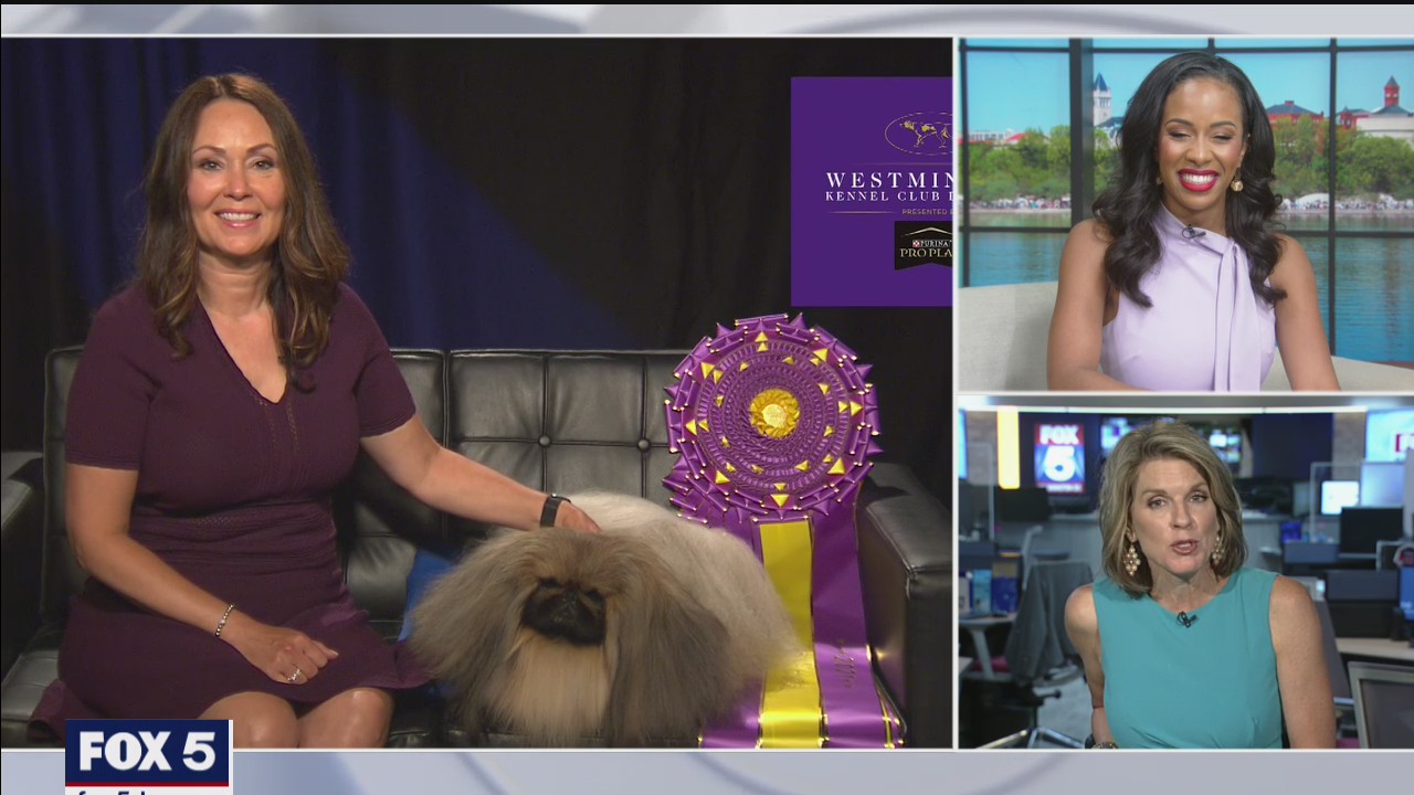 Wasabi the Pekingnese wins Best in Show at Westminster Dog Show