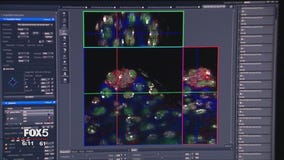 NYU stem cell research