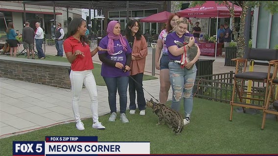 FOX 5 Zip Trip Sterling: Meows Corner