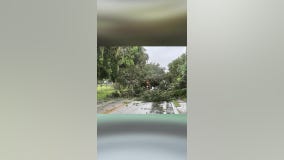VIDEO: Tree falls on car ahead of Hurricane Milton