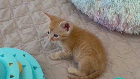 Abandoned kittens saved during Hurricane Milton: How to help