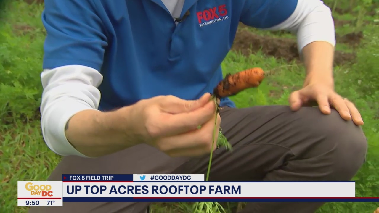 Massive garden operates solely on city rooftop
