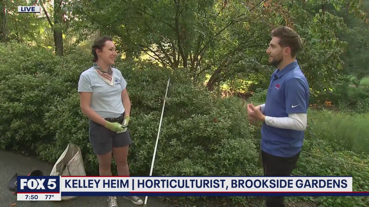 FOX 5 FIELD TRIP: Cleaning up after cicadas at Brookside Gardens