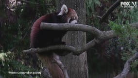 Red panda cubs in Brooklyn