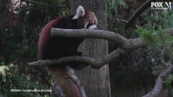 Red panda cubs in Brooklyn