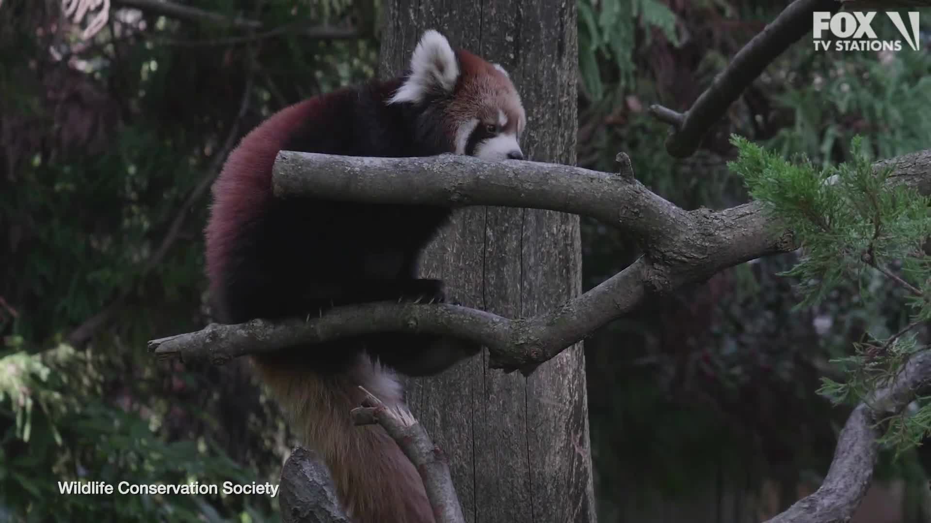 Red panda cubs in Brooklyn