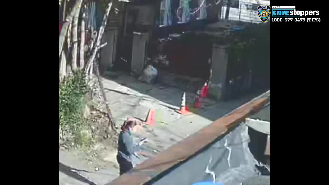 Video: Bronx dog thief