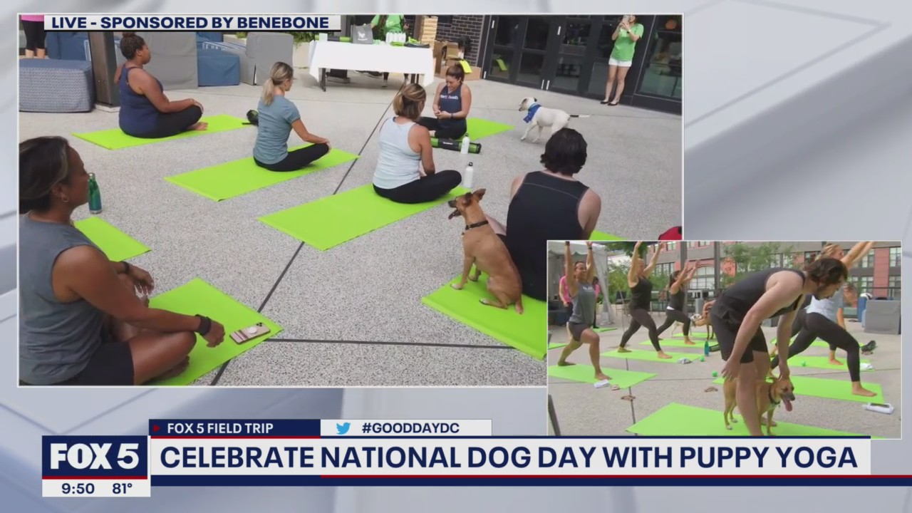 Celebrating National Dog Day with puppy yoga