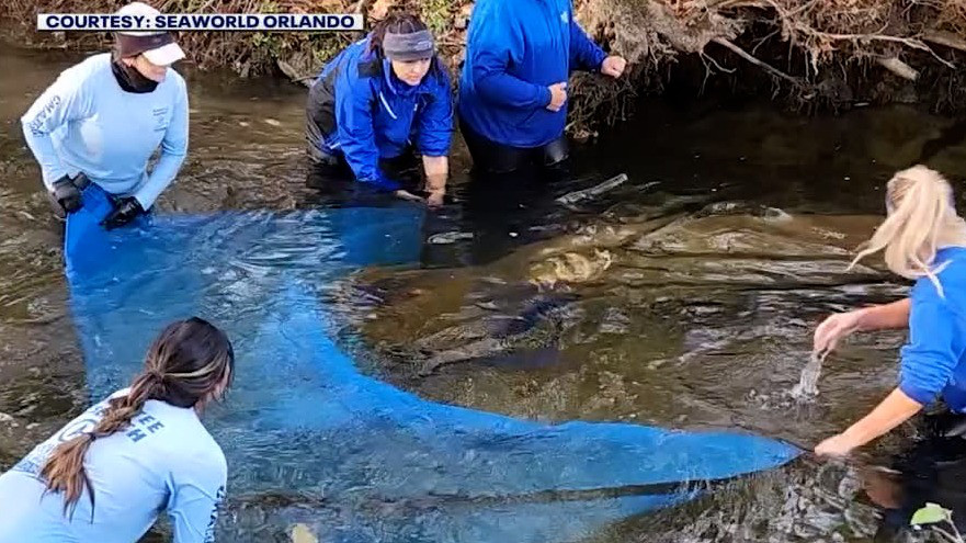 Two new rescued manatees arrive at SeaWorld for rehab | FOX 35 Orlando