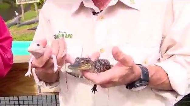 Holiday special: Gatorland ? inside the swamp