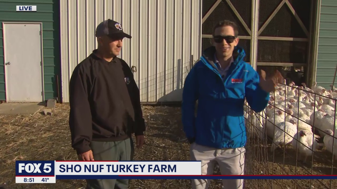 Turkeys in demand at Sho Nuf Turkey Farm