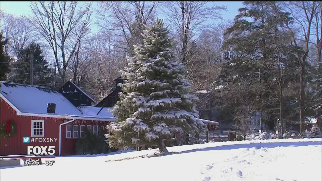 Christmas trees are fewer and more expensive this year