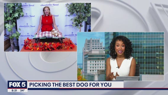 Tips for picking the best dog for you