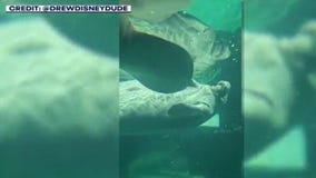 Disney's Epcot manatees relocated to new facility