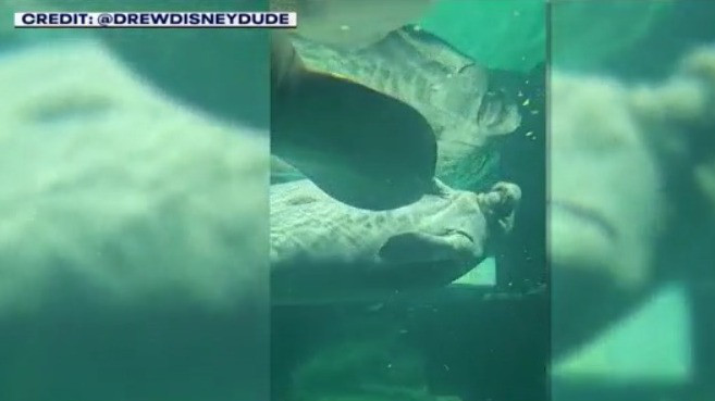 Disney's Epcot manatees relocated to new facility