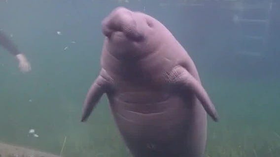 FWC announces new push to protect manatees