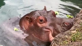 Disney's Viviana the hippo turns 50