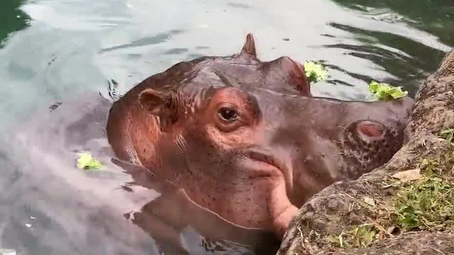 Disney's Viviana the hippo turns 50