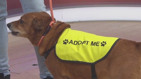 Adopt-A-Pet: Meet Ziggy