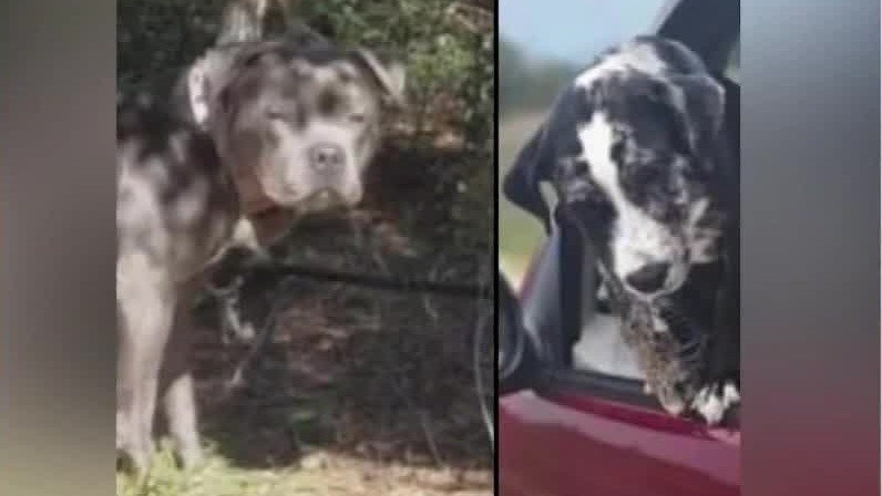 Dogs expected to be euthanized following deadly attack on child