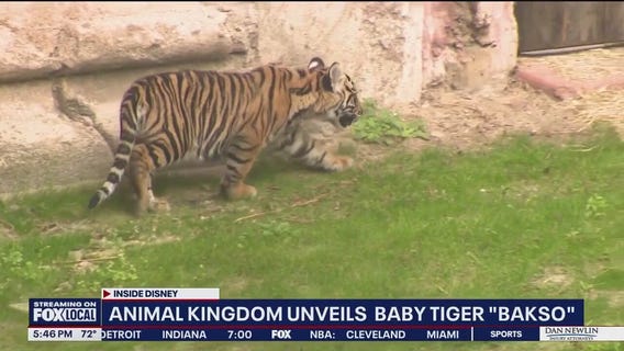 Disney unveils baby tiger at Animal Kingdom: Meet Bakso
