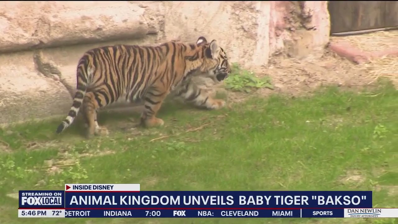 Disney unveils baby tiger at Animal Kingdom: Meet Bakso