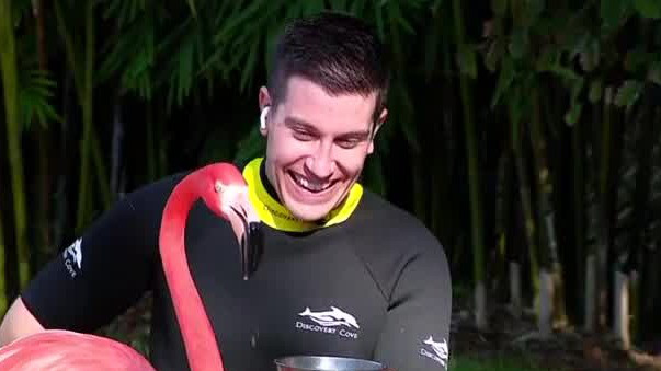 Feeding flamingos on National Weatherperson's Day