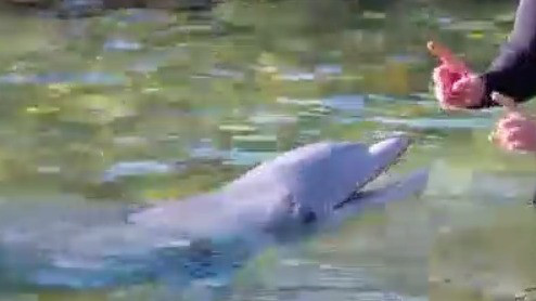 Swimming with dolphins on National Weatherperson's Day
